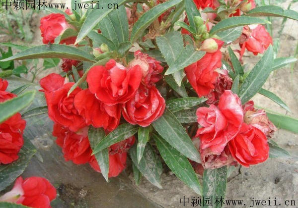 長春花12.jpg