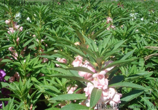 長春花14.jpg