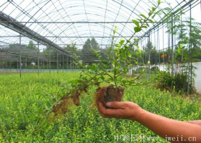 扶芳藤什么時候栽植比較好？