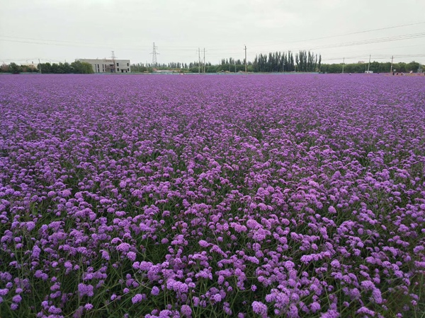 柳葉馬鞭草2.jpg