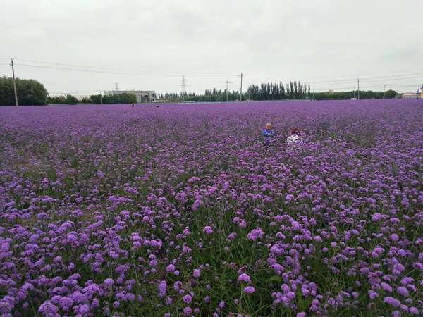 柳葉馬鞭草3.jpg