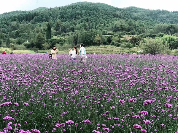 柳葉馬鞭草4.jpg
