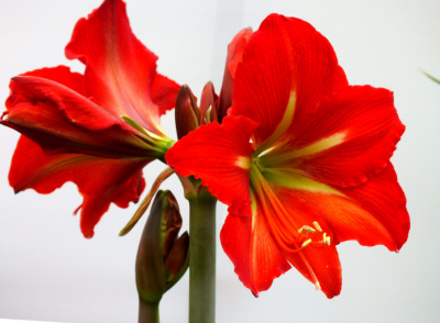 園林朱頂紅花箭需要養球【沭陽縣中穎】