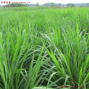 一畝黑麥草能養幾只牛？