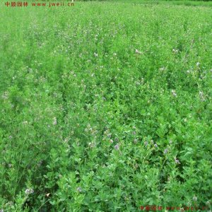 養羊種什么牧草比較好？