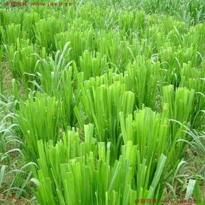 皇竹草種植技術？