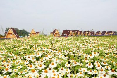 花卉種子 壯麗的花海景觀是如何建造的