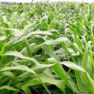 牧草玉米草種子價格？