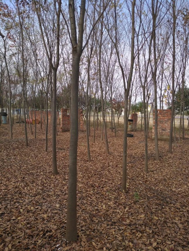 櫸樹 (14).jpg