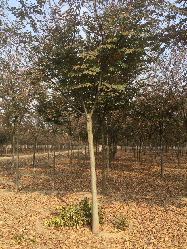 1585724680121572.jpg 櫸樹 (27).jpg