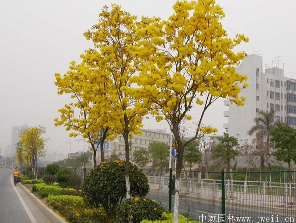 風鈴木6.jpg