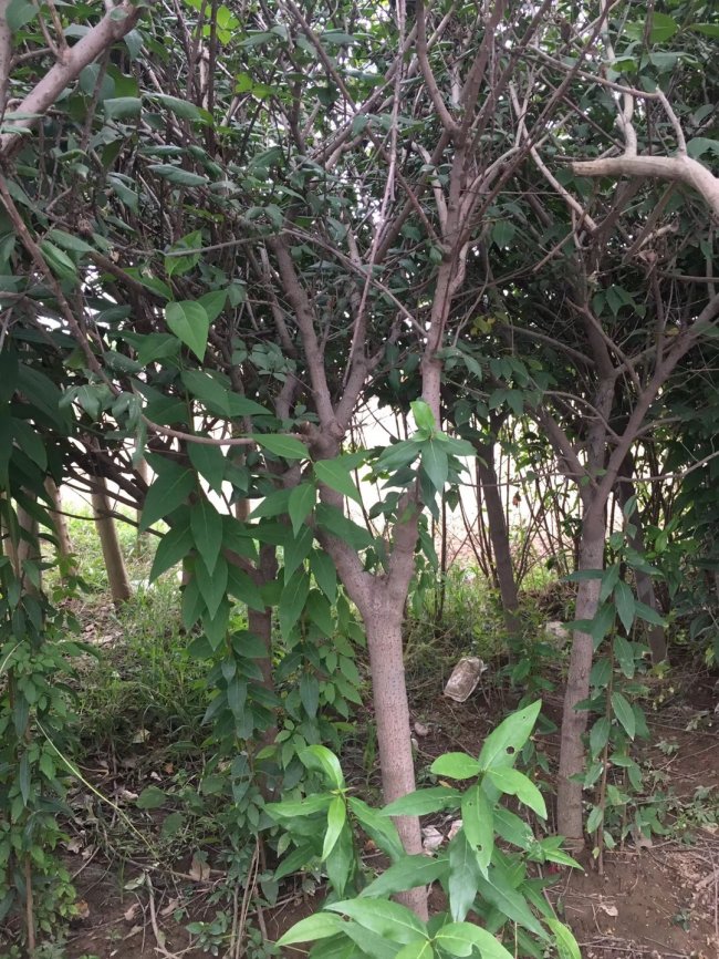 臘梅 (12)的副本.jpg