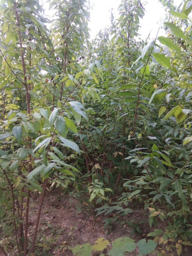 臘梅 (6)的副本.jpg