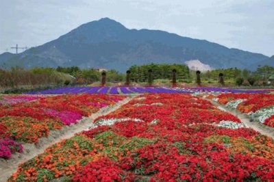 優質花卉種子 花海整體造型的設計要把握的原則