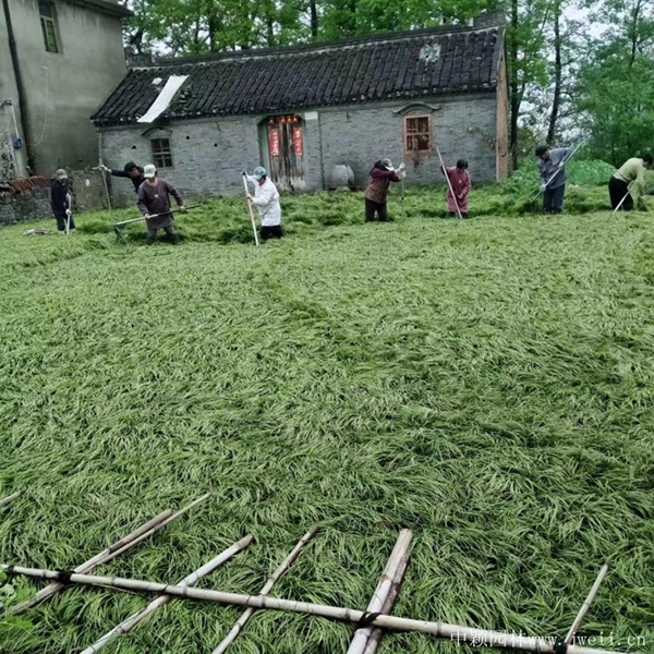 微信圖片_20200426143108_副本.jpg