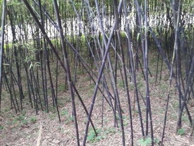 竹子常用的規格有哪些？