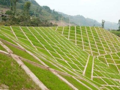 護坡草坪種子 常見的五種護坡草的品種