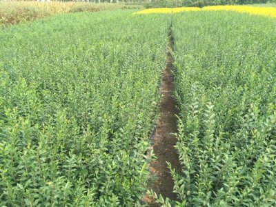 哪里水蠟最便宜
