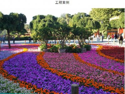 <b>中穎園林告訴你:景觀花海工程要怎么建立特色開發模式？</b>