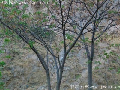 對于合歡樹你了解多少?看了這篇文章就知道了