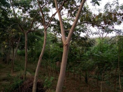 對于選擇種植合歡樹的土壤要了解的這三點