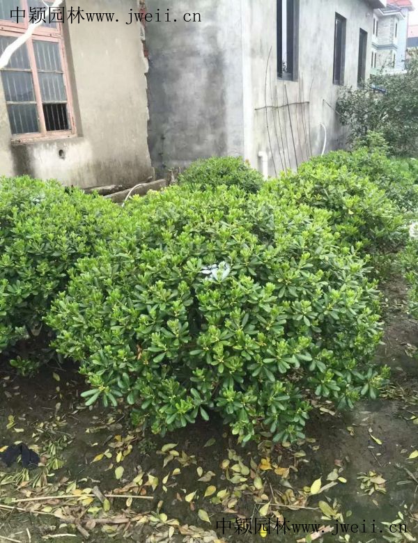 草花卉種子