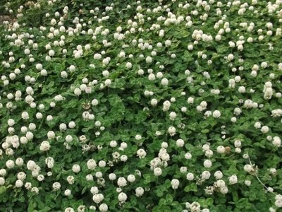 白三葉種子