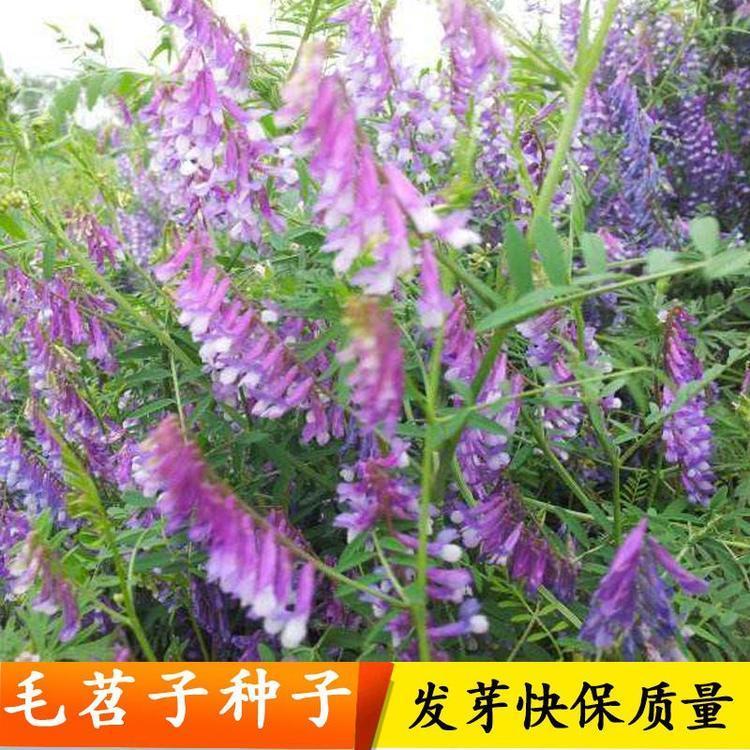 1595899464154970.jpg 毛苕子1.jpg