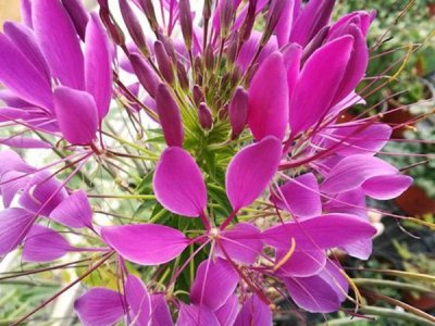 醉蝶花種子