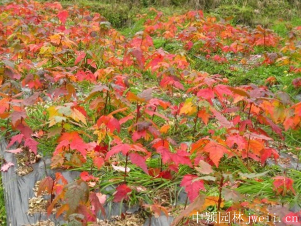 紅楓1.jpg