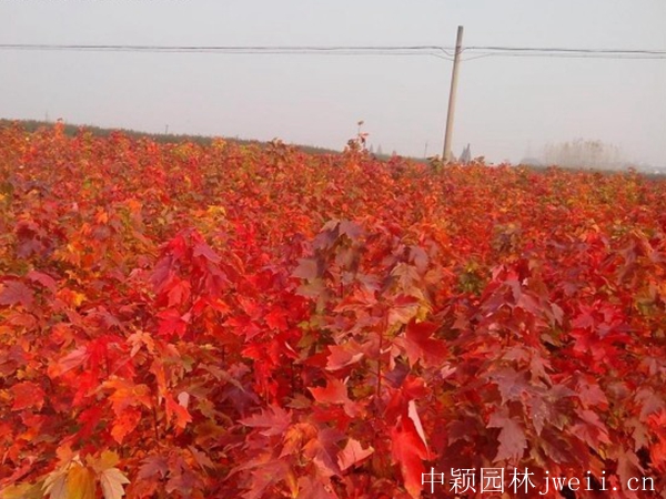 紅楓3.jpg