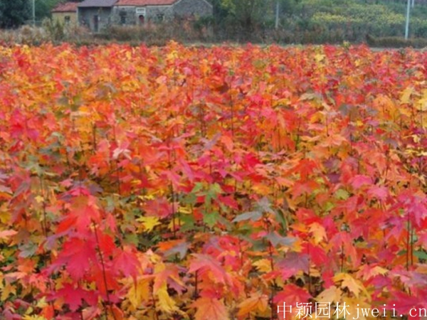 紅楓4.jpg