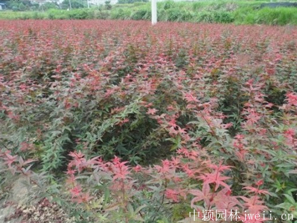 紅楓5.jpg