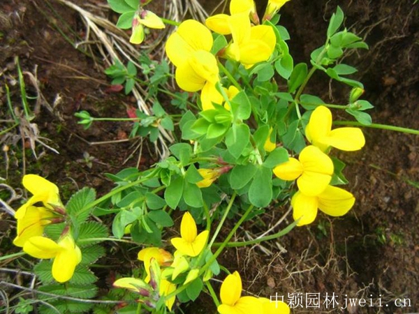 百脈根種子4_副本.jpg