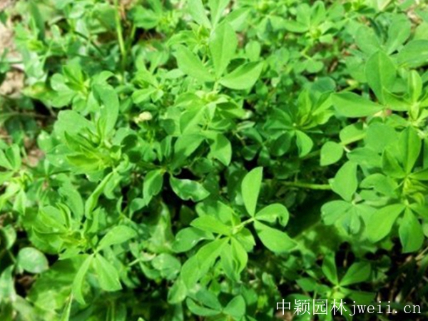 百脈根種子14_副本.jpg