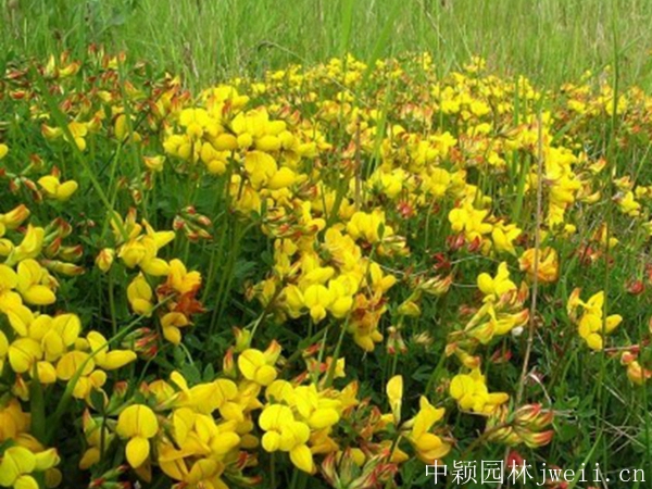 百脈根種子12_副本.jpg