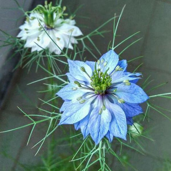3黑種草600.jpg