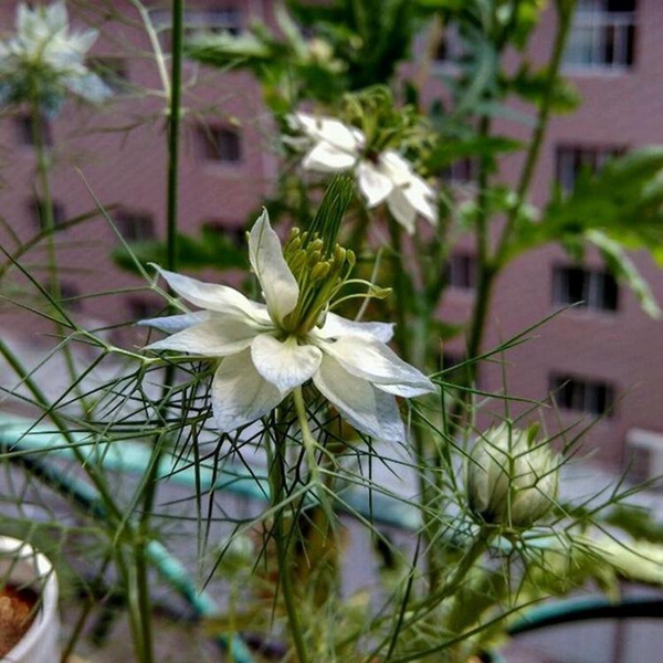 黑種草3_副本.jpg