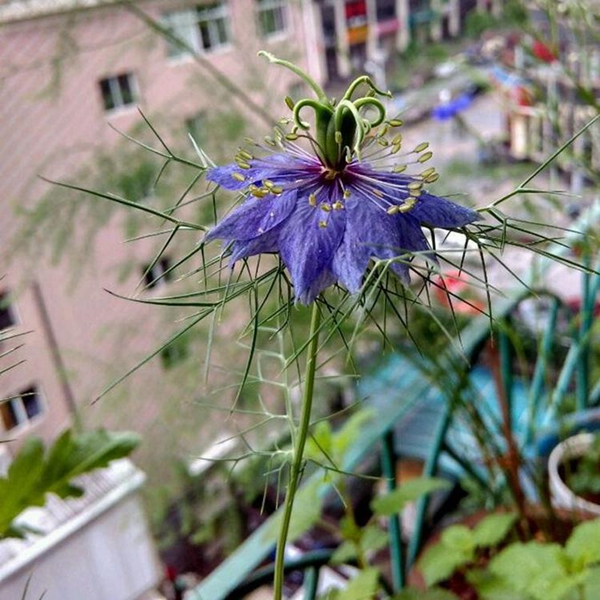 黑種草6_副本.jpg
