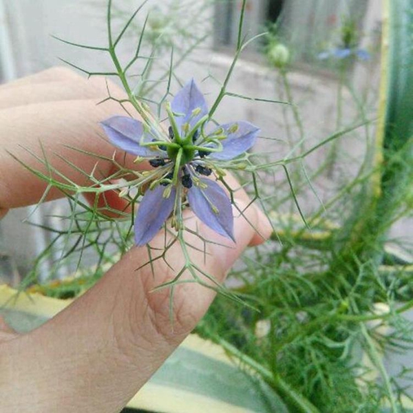 黑種草17_副本.jpg