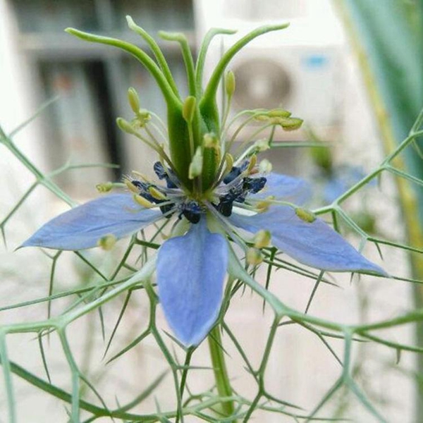 黑種草19_副本.jpg
