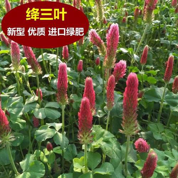 1597200225907858.jpg 絳三葉種子.jpg