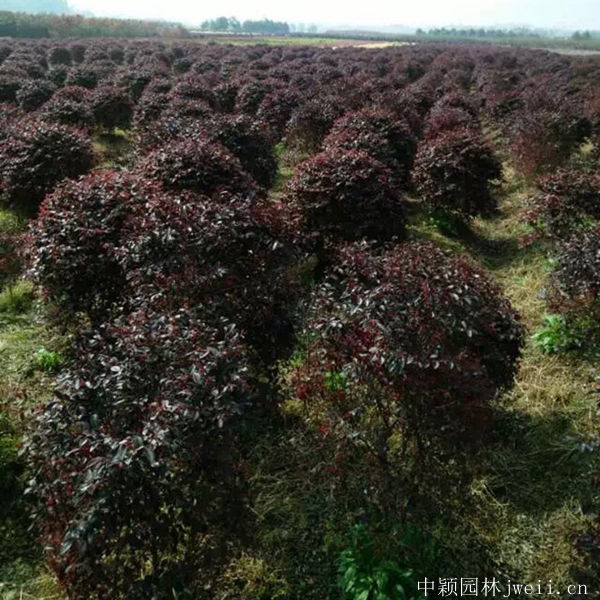 紅花繼木9.jpg