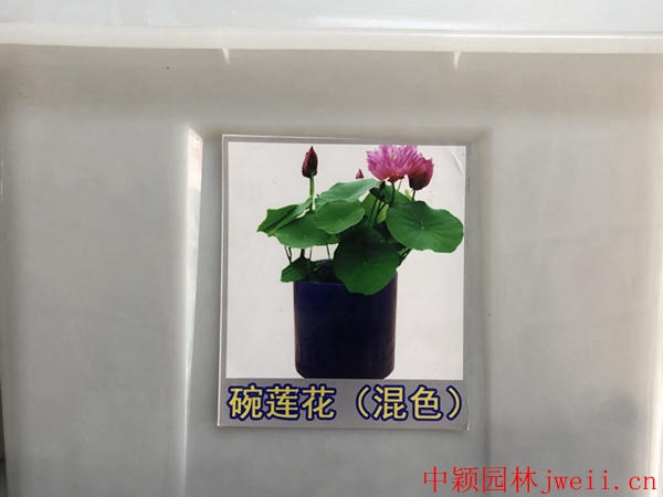 碗蓮花_副本.jpg