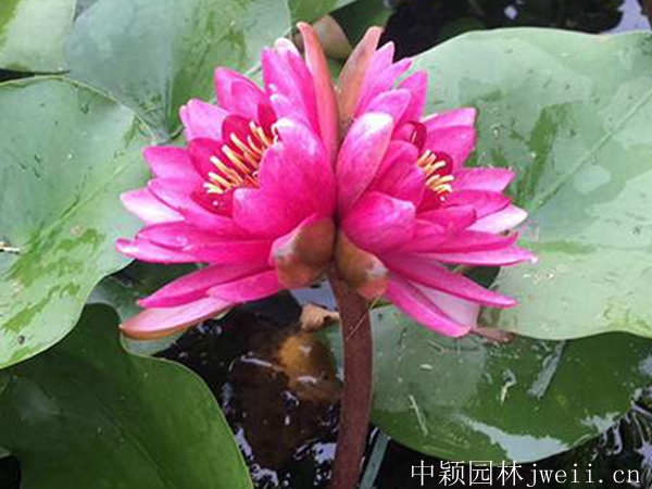 碗蓮9_副本.jpg