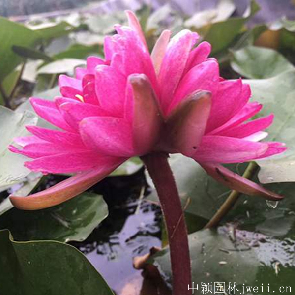 碗蓮10_副本.jpg