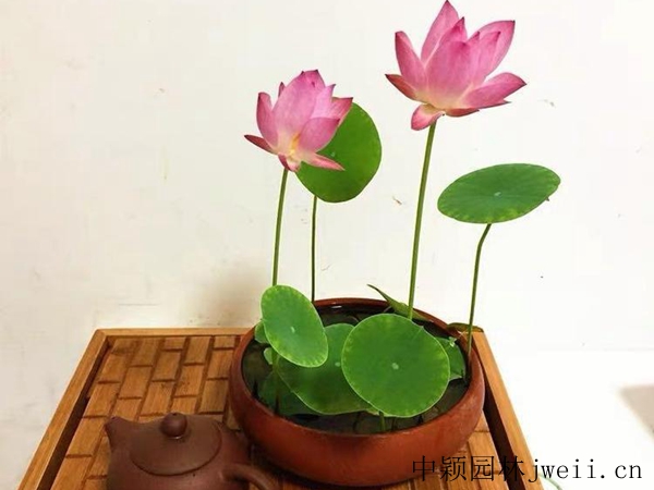 碗蓮15_副本_副本.jpg