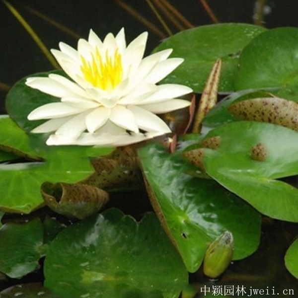 碗蓮花7_副本.jpg