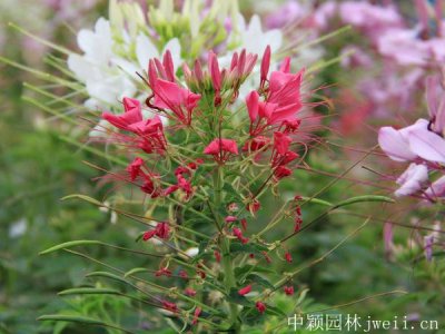 醉蝶花種子的播種和發芽時間