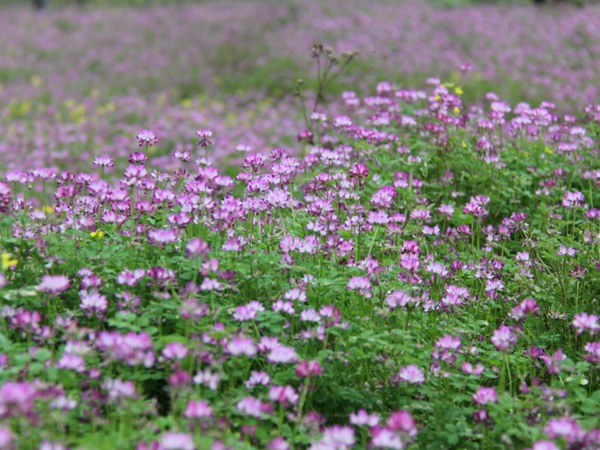草花卉種子